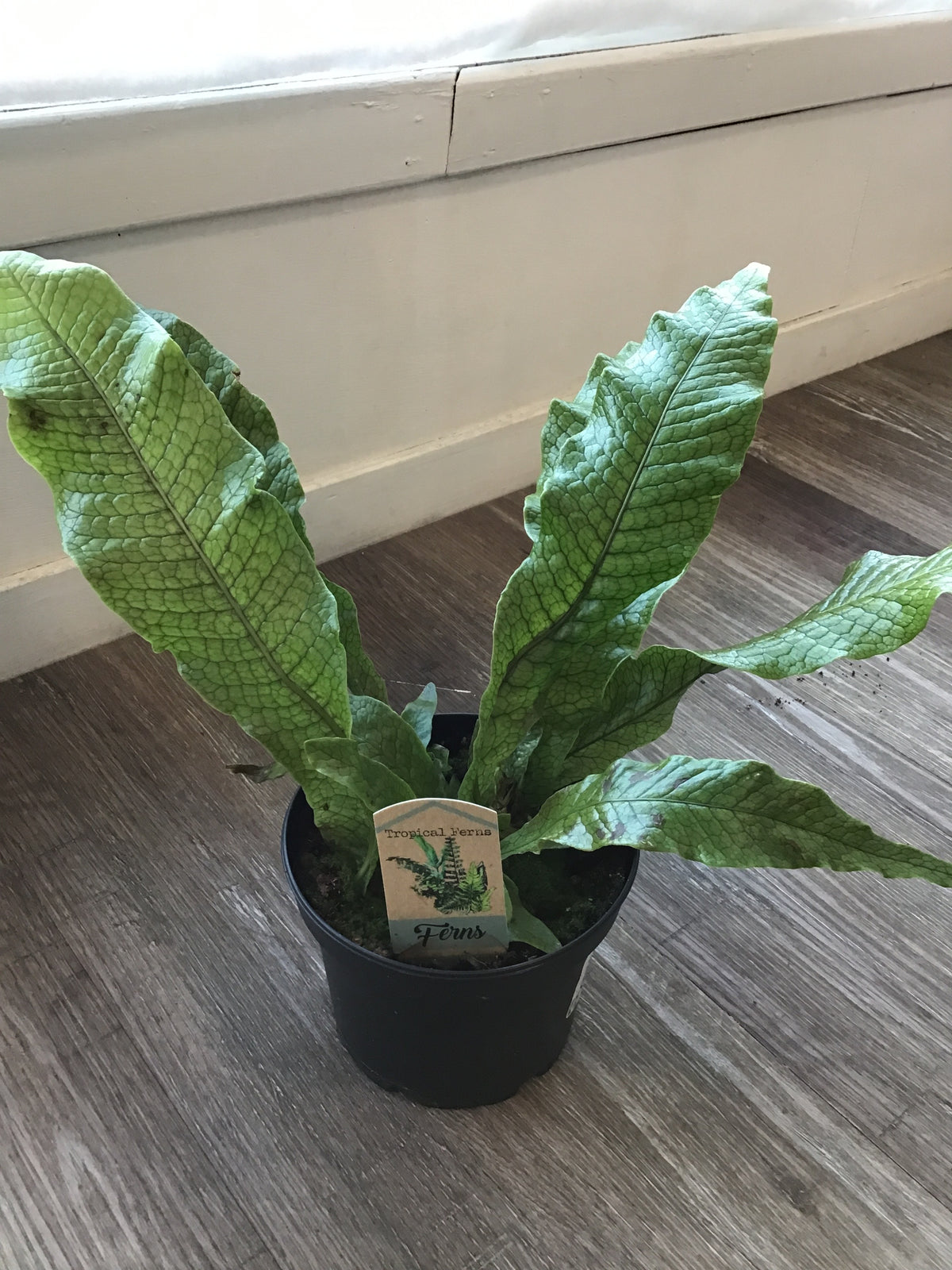 Crocodile Fern