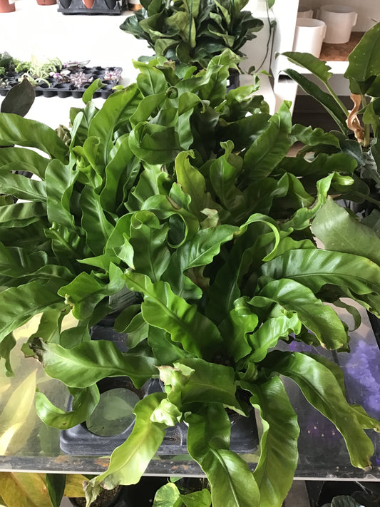 Green Flame Fern