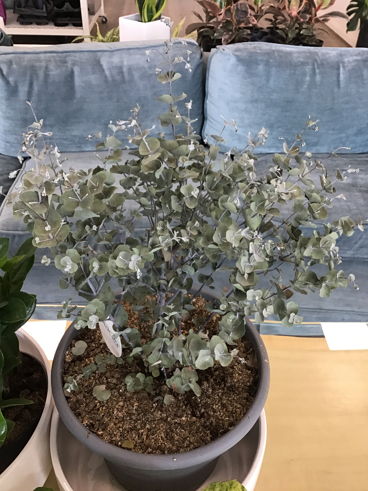 Eucalyptus Plant
