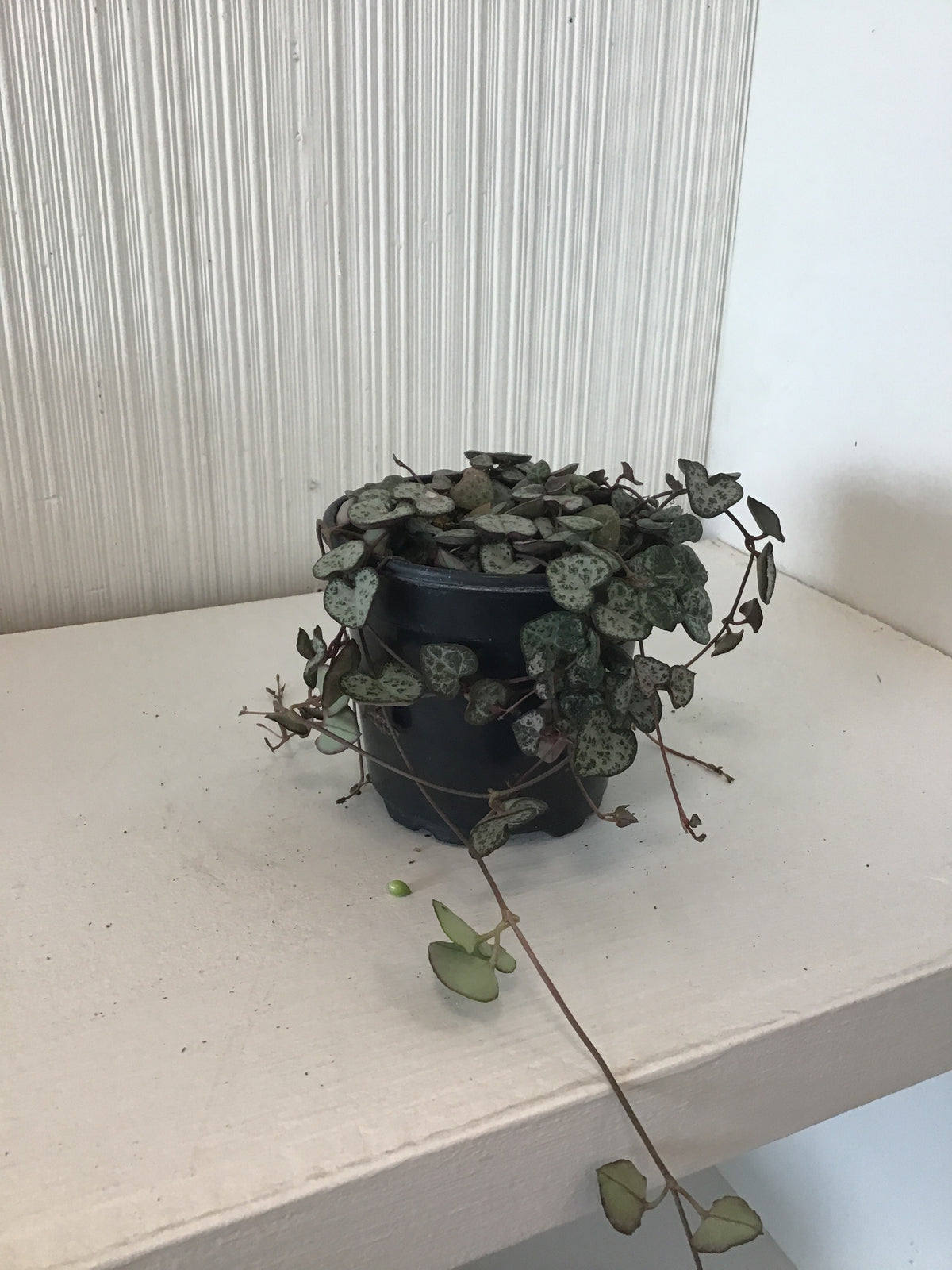 String of Hearts