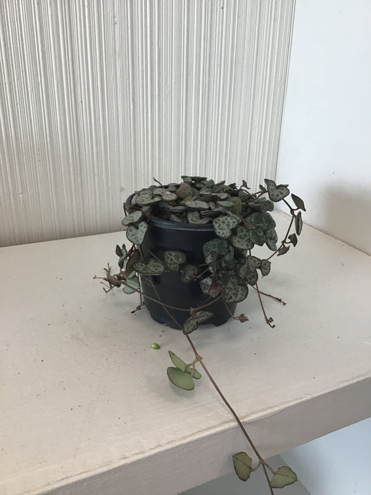 String of Hearts