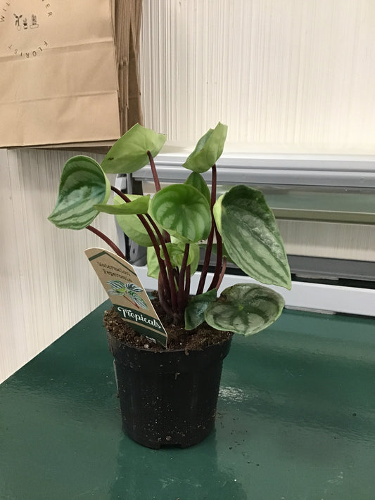 Watermelon Peperomia