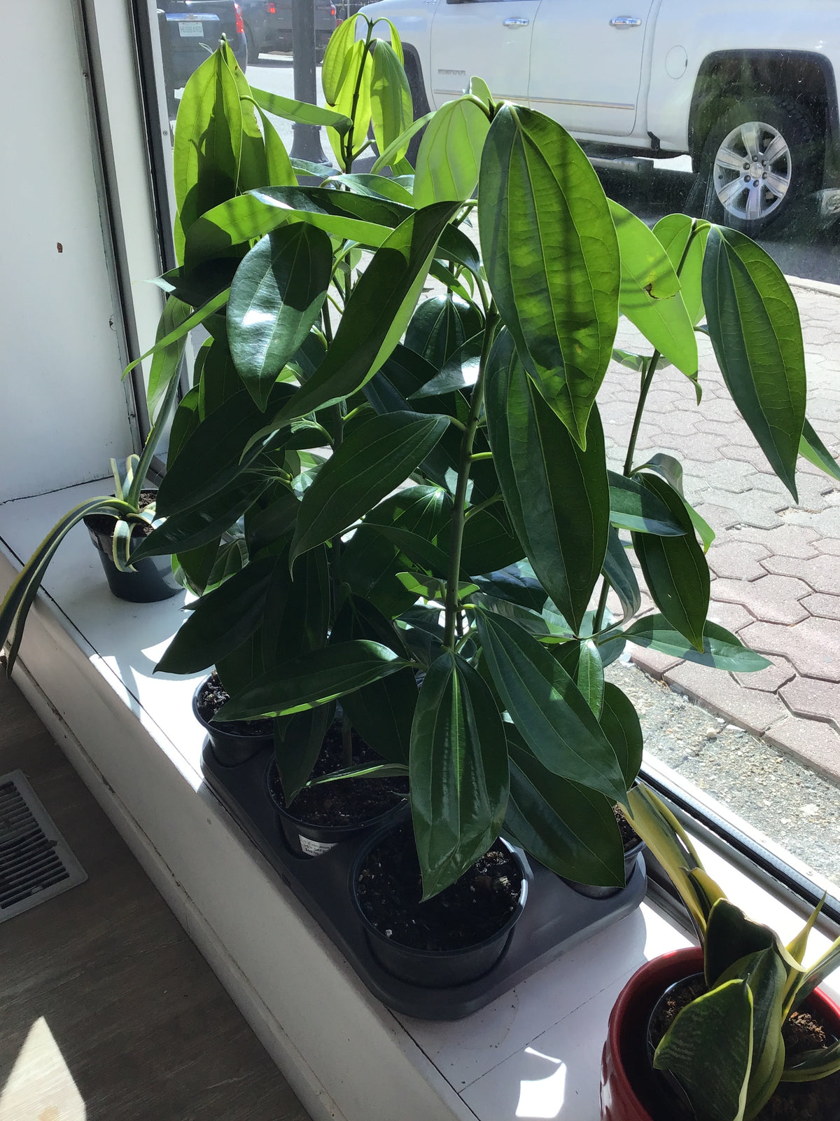6” Cinnamon Plant