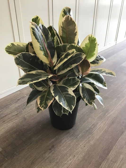 Ficus Tineke