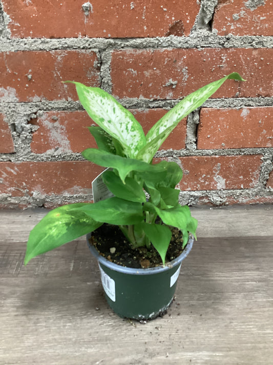 4” Dieffenbachia