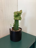 Euphorbia Lactea w/ ceramic pot