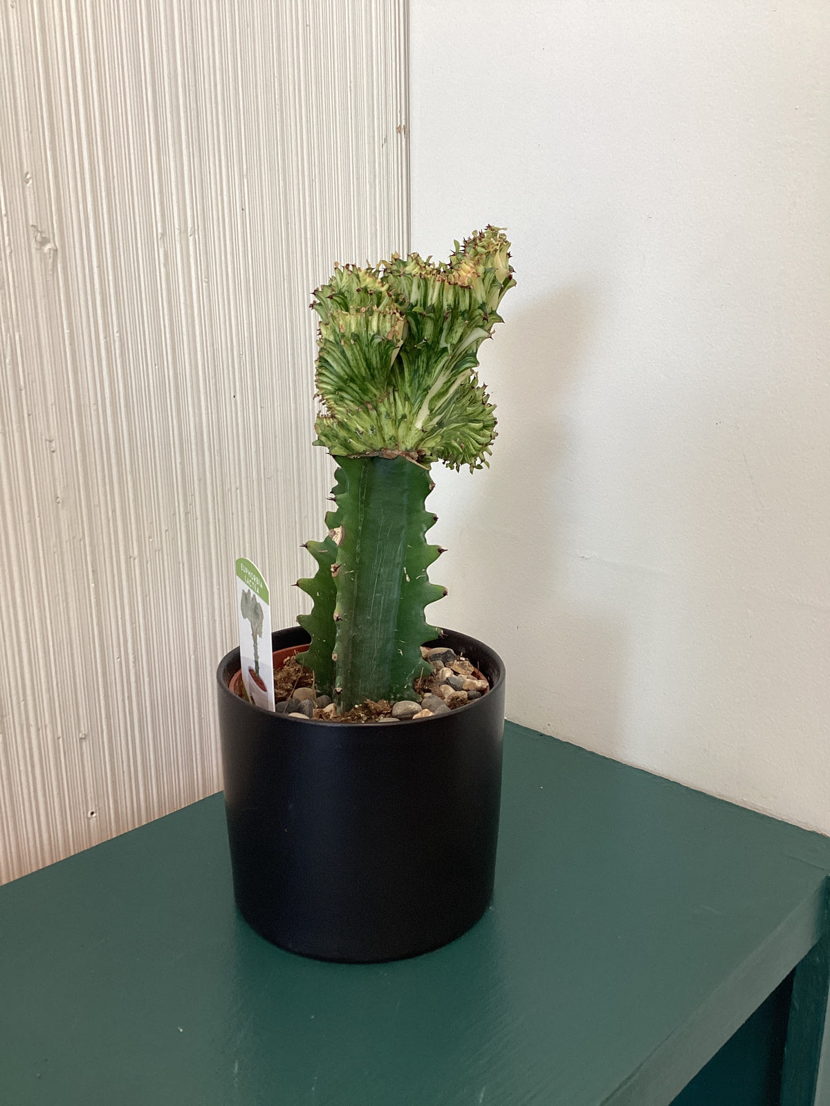 Euphorbia Lactea w/ ceramic pot