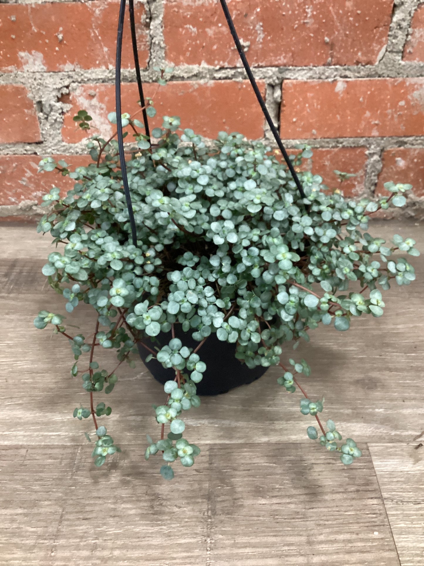 Pilea Baby Tears, Silver