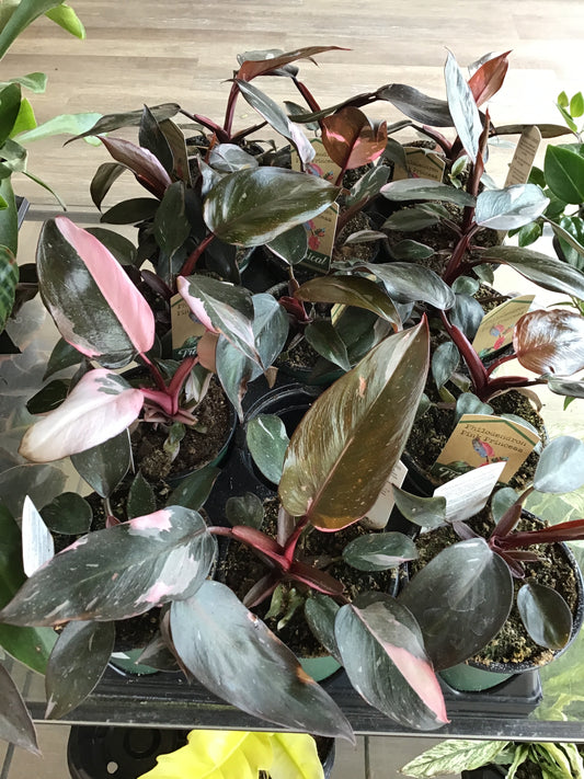 Philodendron Pink Princess