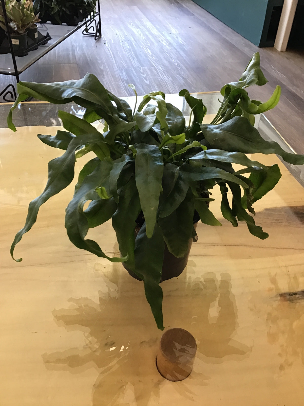 4” Fern Lauae Iki