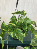 Golden Pothos