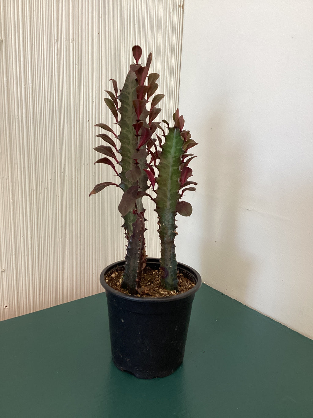 Euphorbia Trigona