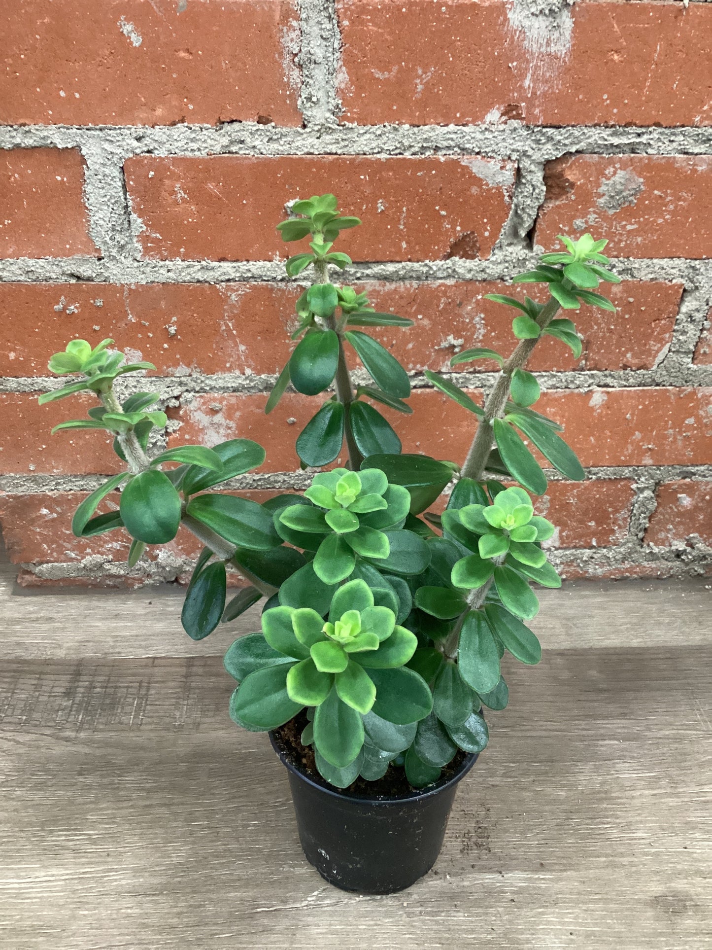 4” Peperomia Belly Button