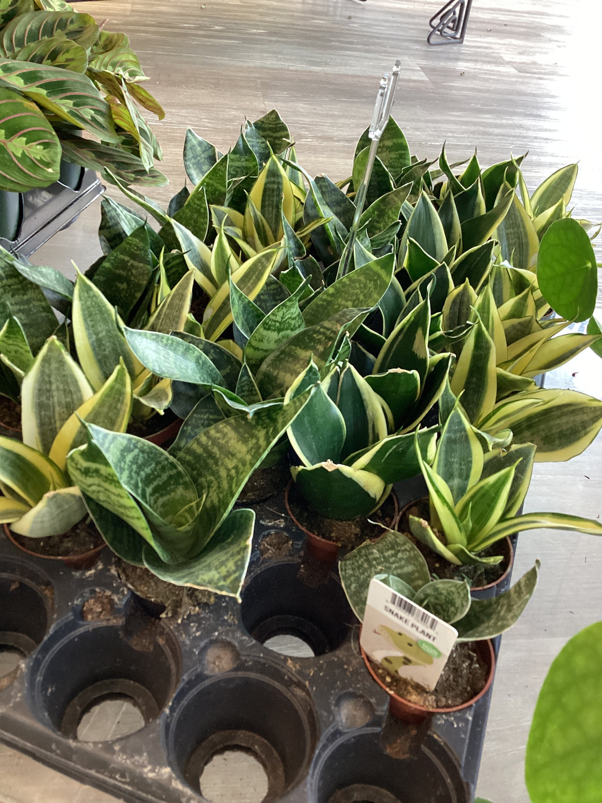 Snake Plant