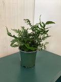 Fern Korean Rock