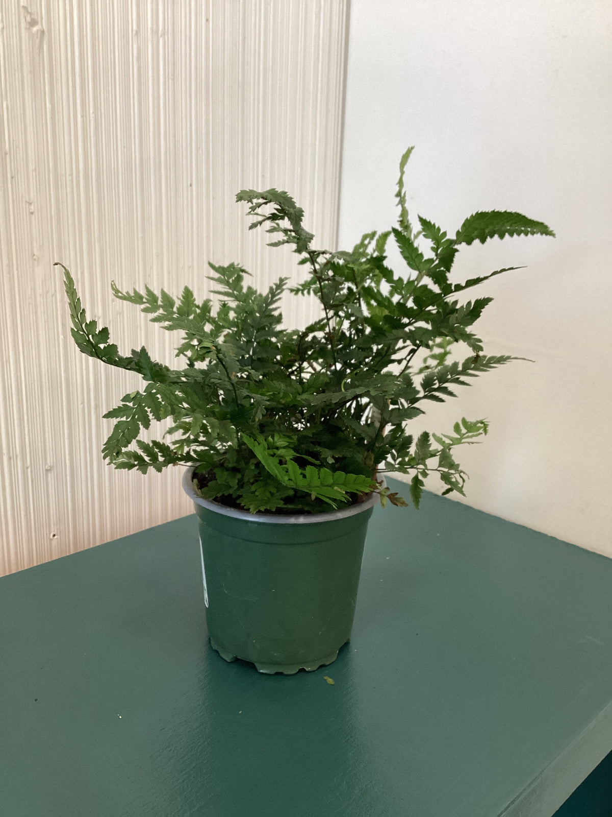 Fern Korean Rock