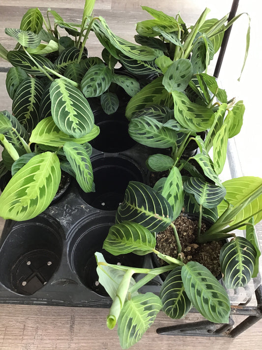 Maranta Lemon Prayer