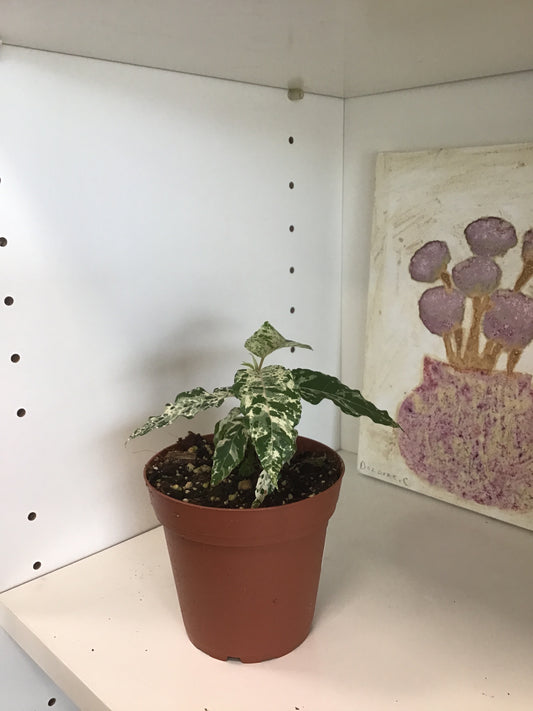 Ficus Aspera
