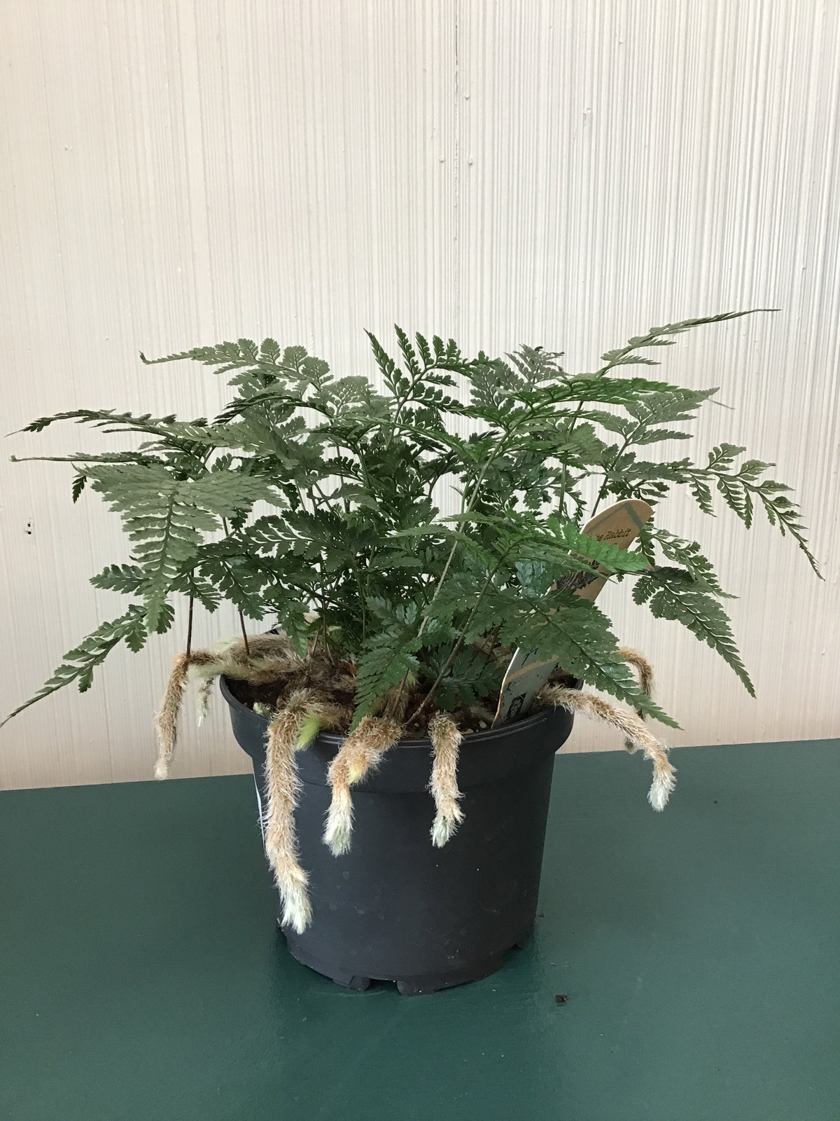 Fern Rabbit’s Foot, white