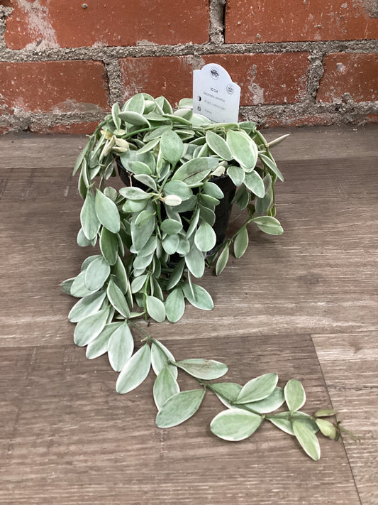 4” Dischidia White Diamond