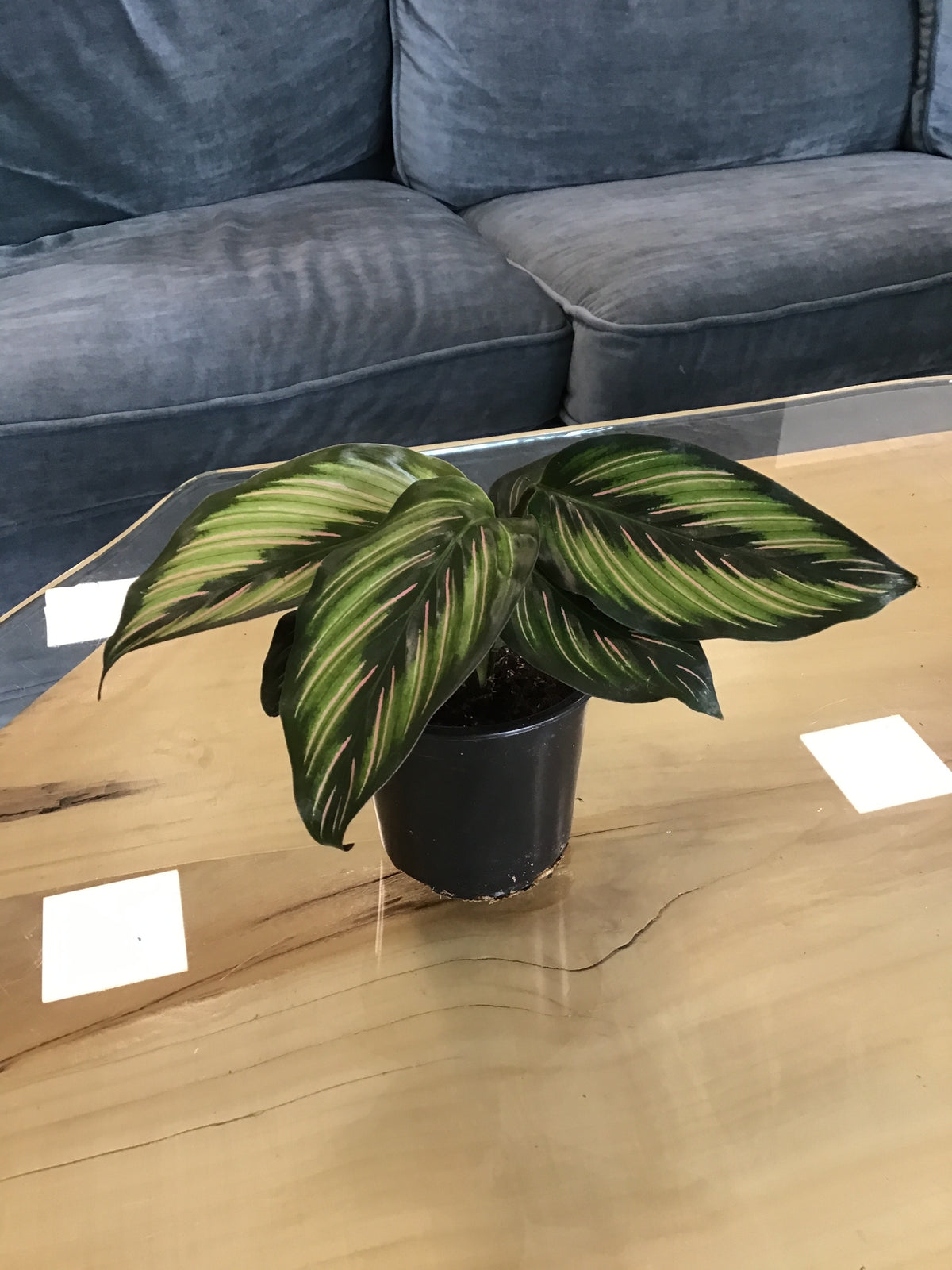 Calathea Beauty Star
