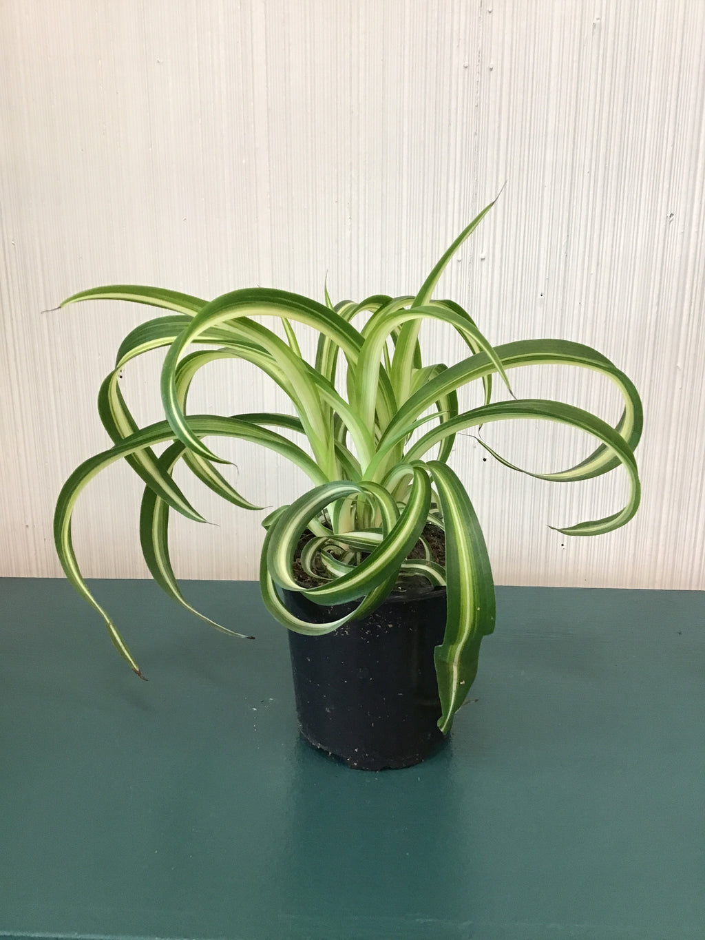 Curly Spider