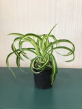Curly Spider