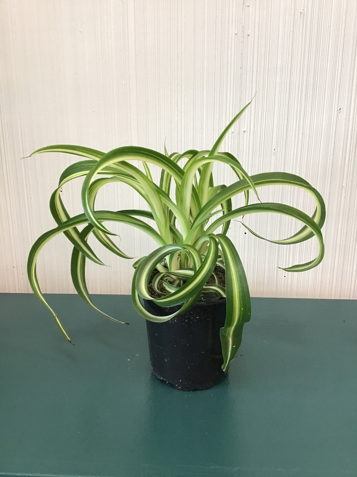 Curly Spider