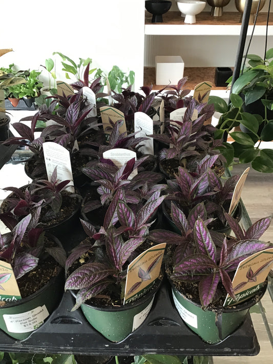 Persian Shield