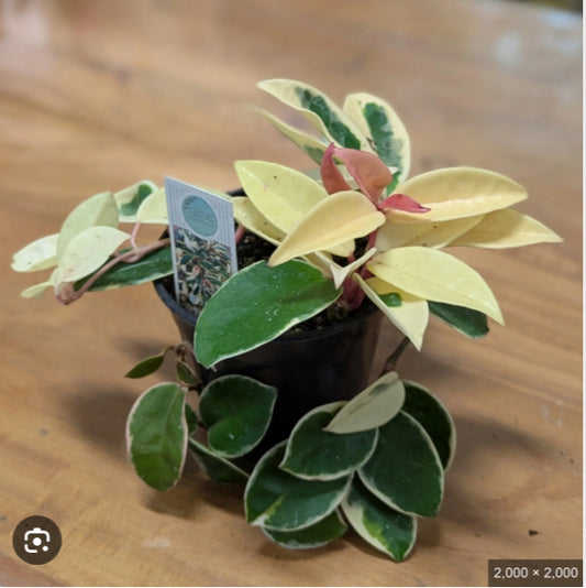 Hoya Carnosa Krimson Queen