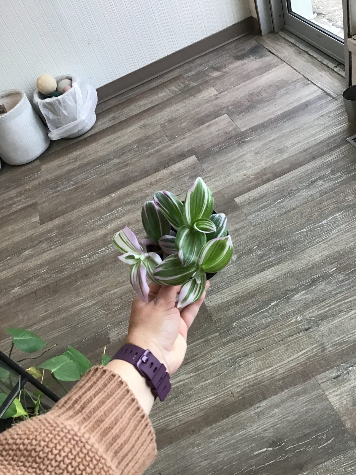 Tradescantia Nanouk