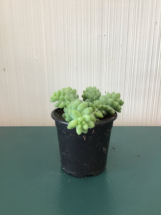 4” Burrows Tail
