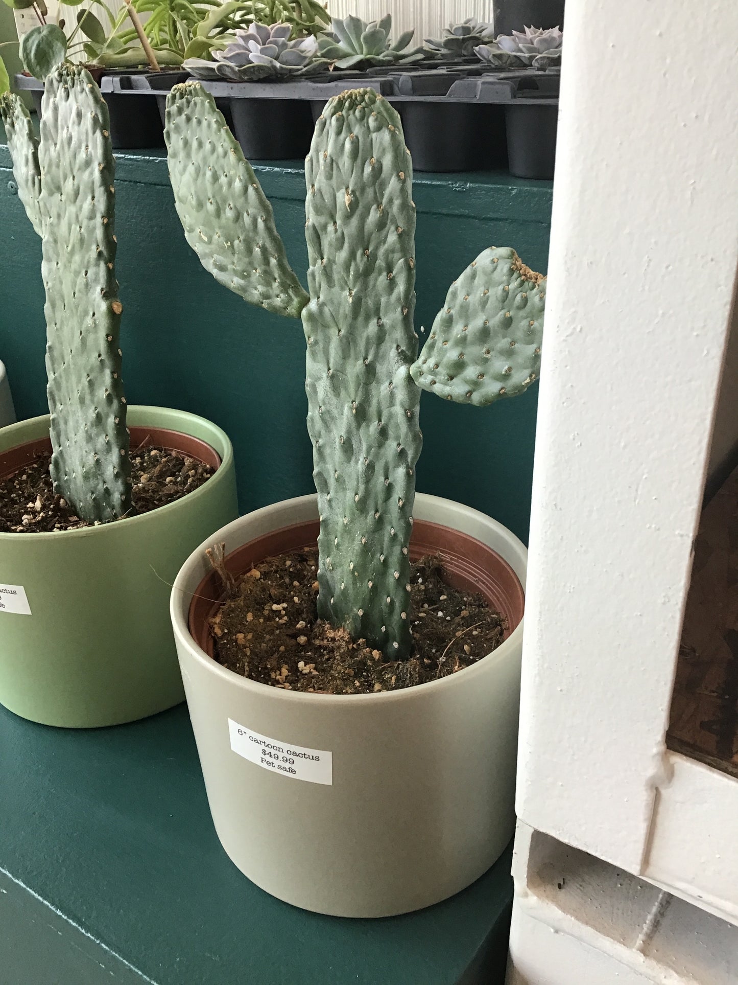 Cartoon Cactus in ceramic pot