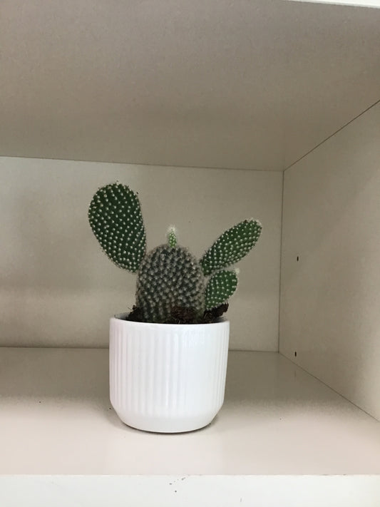 Prickly Pear Cactus in pot