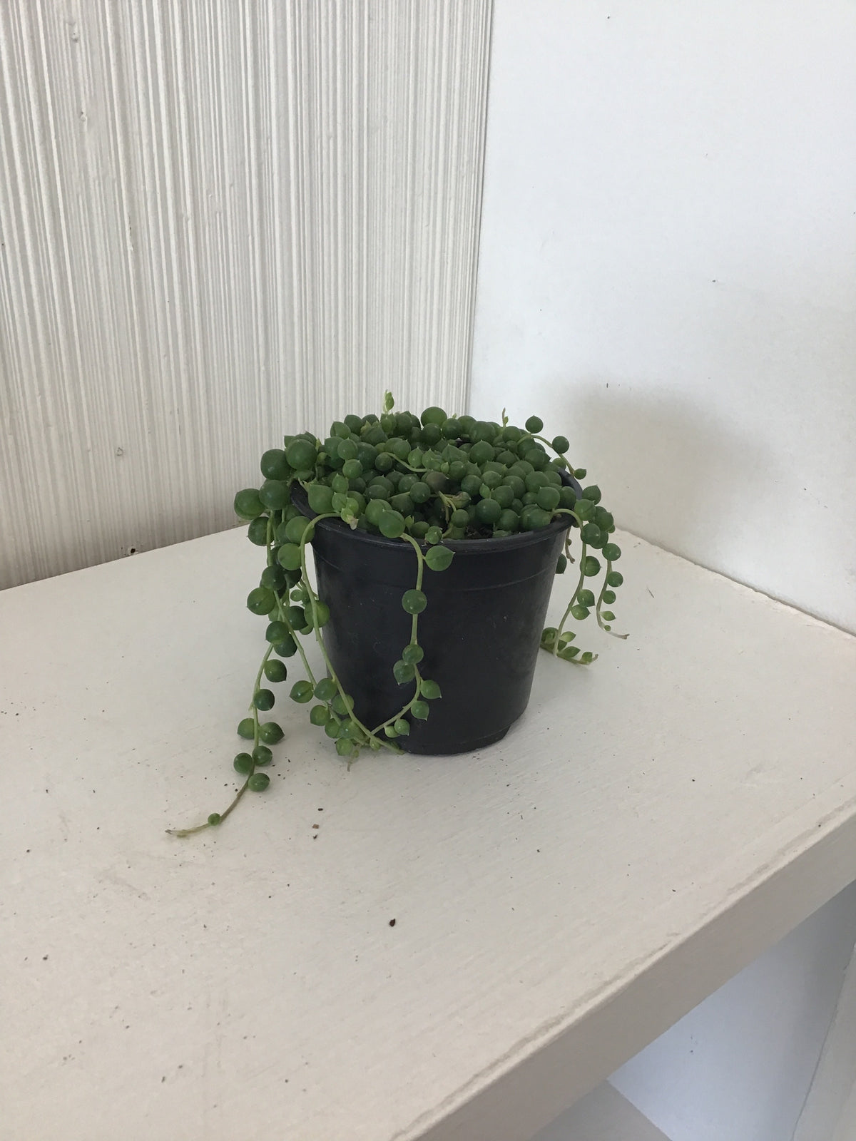 String of Pearls