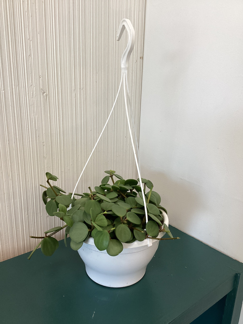 Peperomia Hope