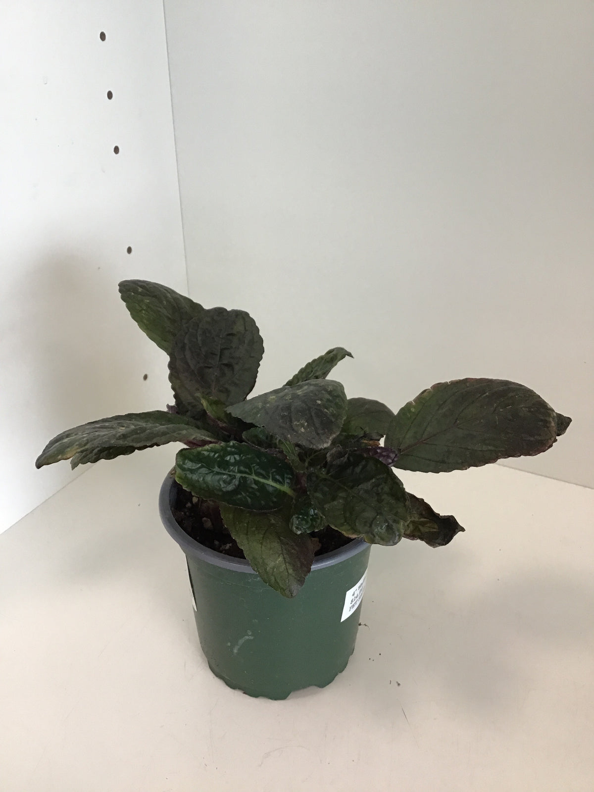 4” Waffle Plant