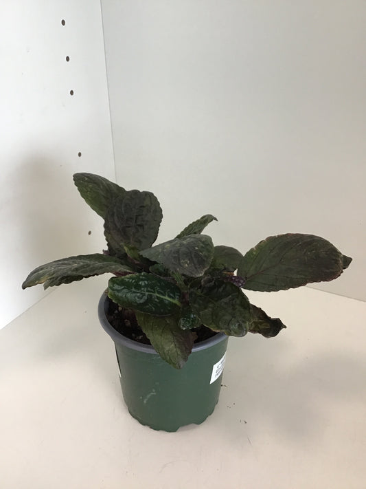 4” Waffle Plant