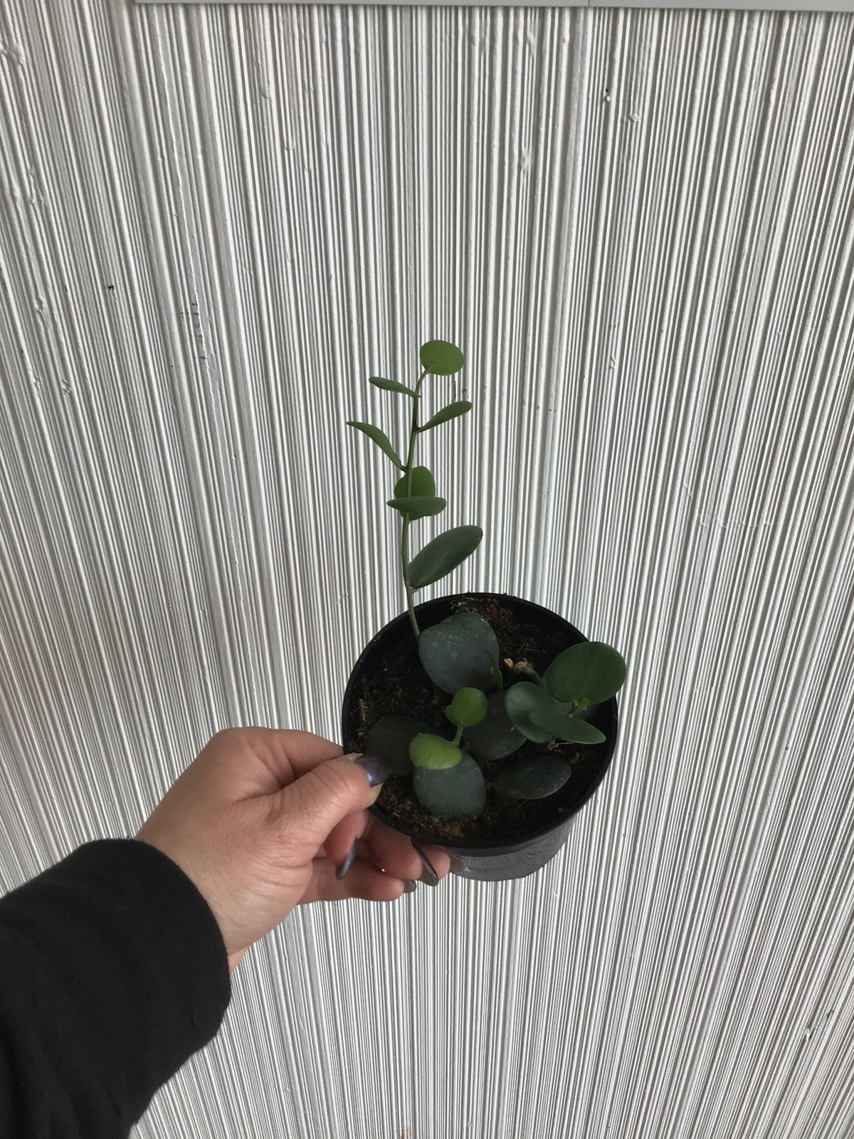 String of Coins