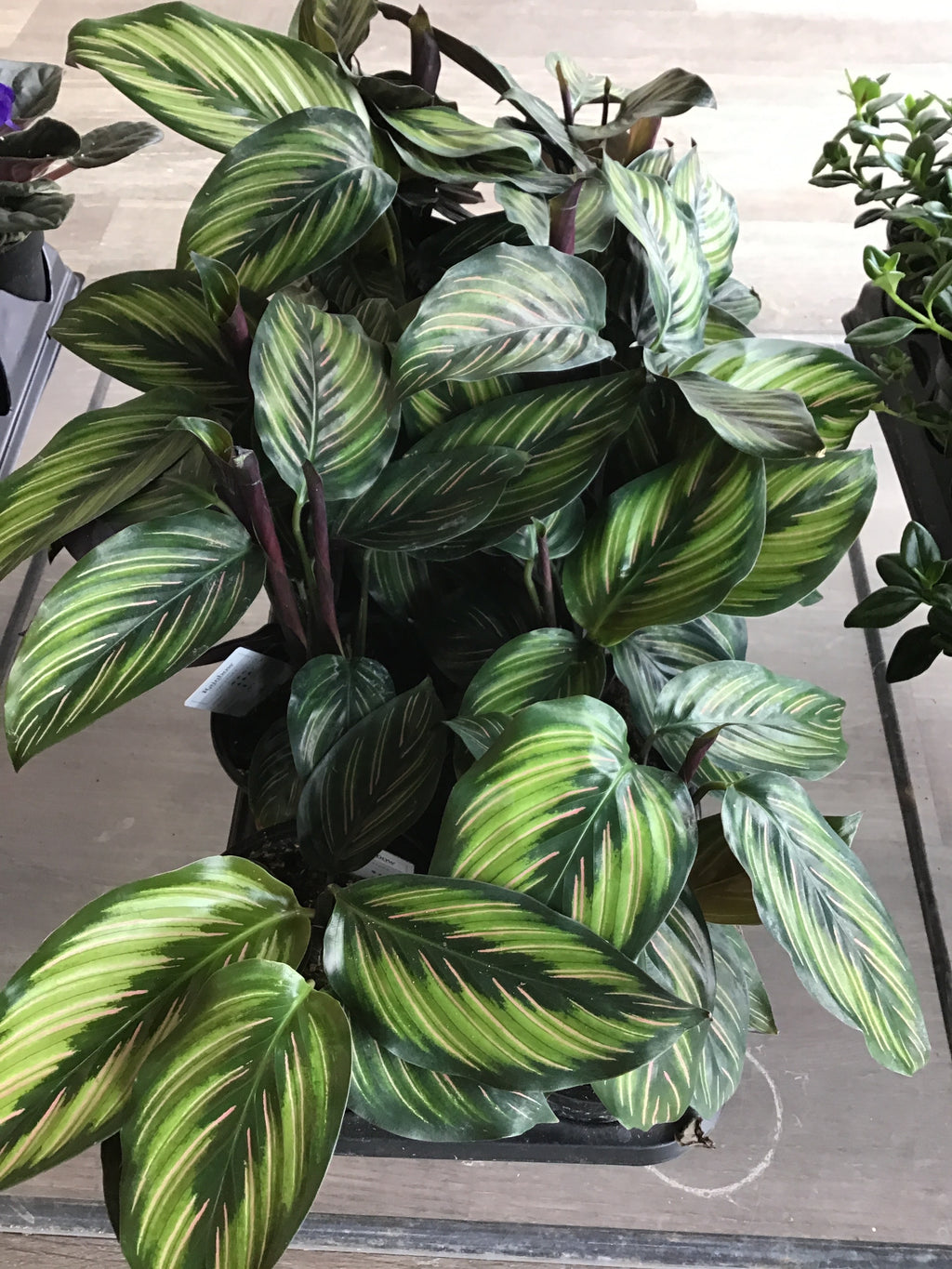 Calathea Beauty Star
