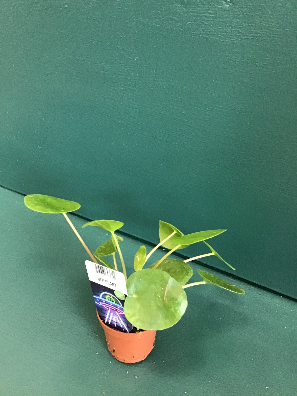 2” UFO Plant