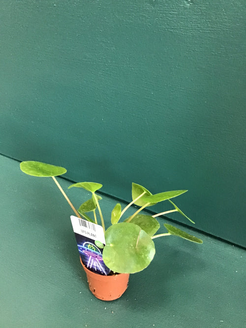 2” UFO Plant