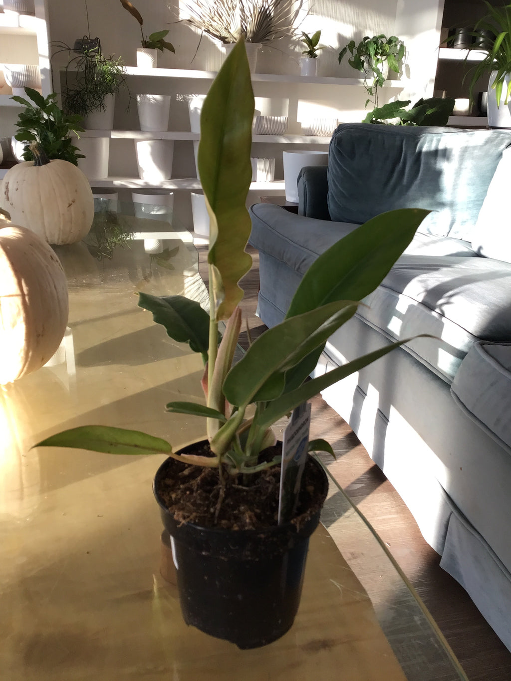 Philodendron Narrow Tiger Tooth