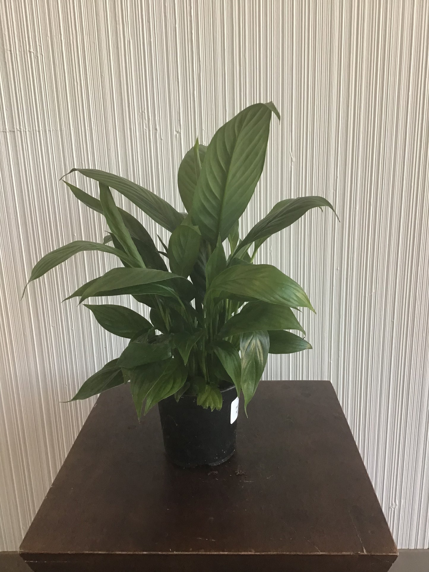 4” Peace Lily, assorted
