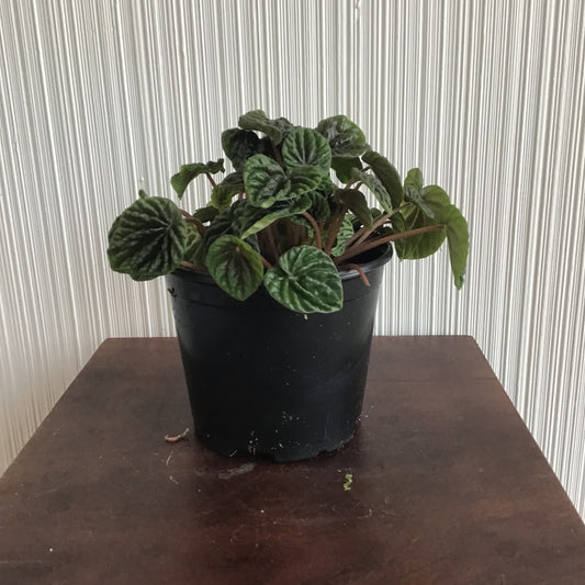 6” Peperomia “Watermelon”