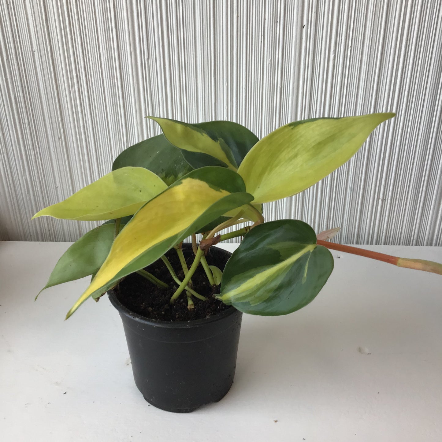 4” Philodendron Lemon Stripe