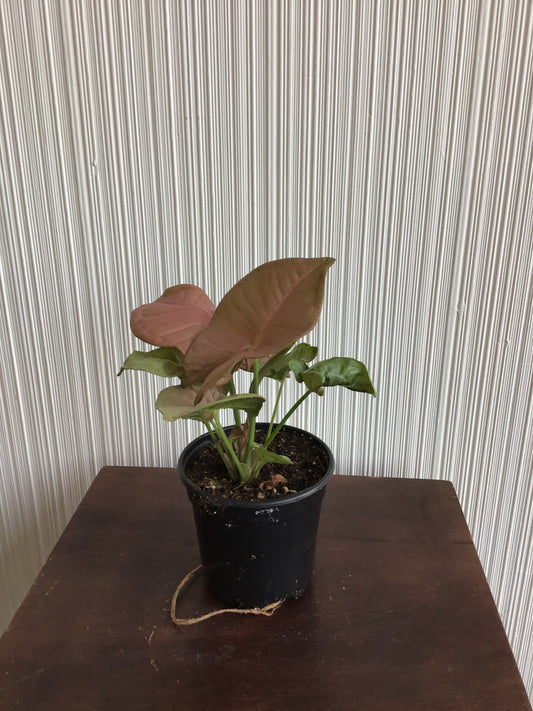 4” Syngonium Neon