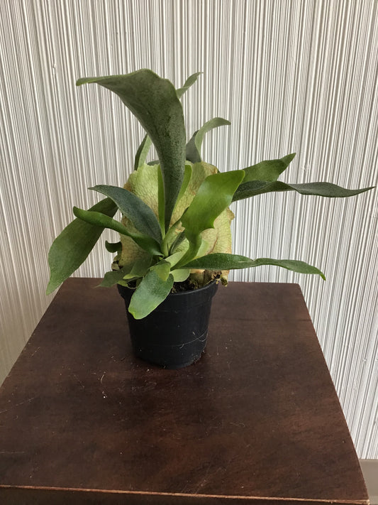 Fern Staghorn