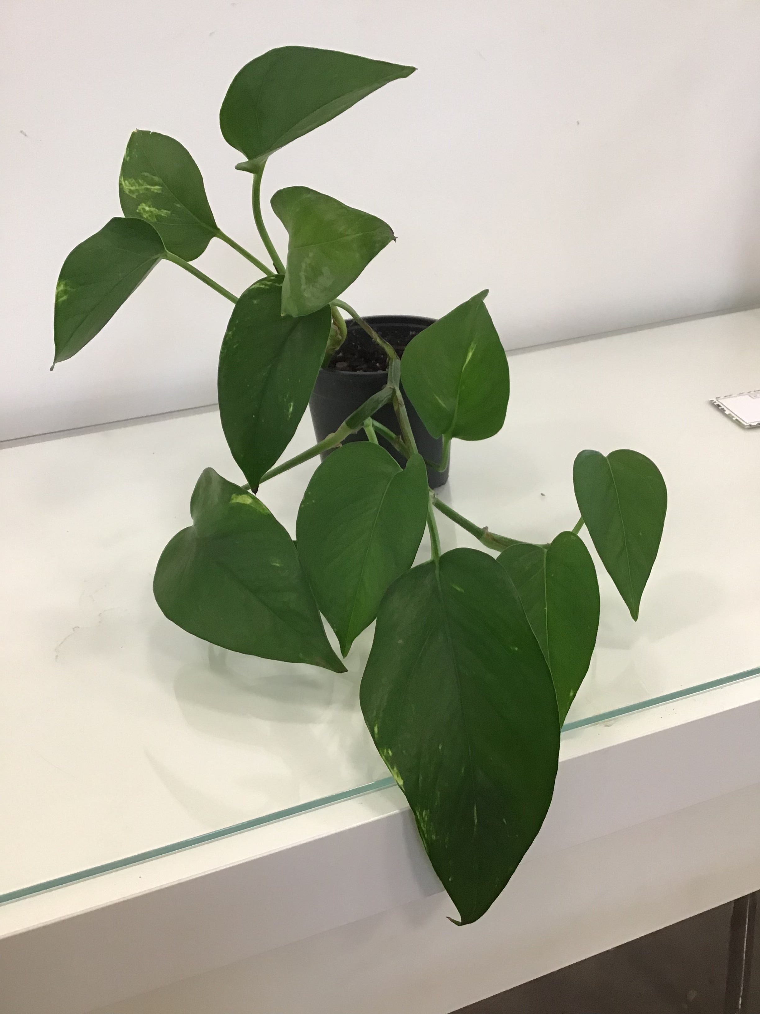 4” Pothos, assorted