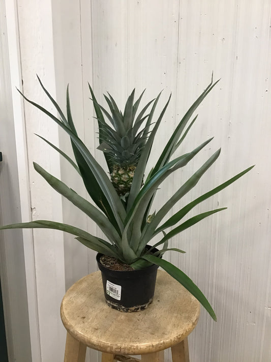 Pineapple Plant